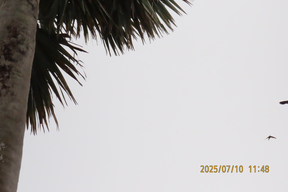 asiapalmeseiler - ML641107784