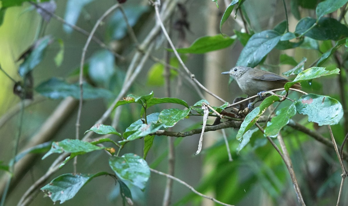 Unicolored Antwren - ML641107796