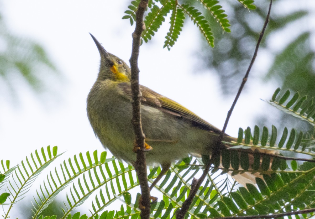 Eastern Wattled-Honeyeater - ML641107803
