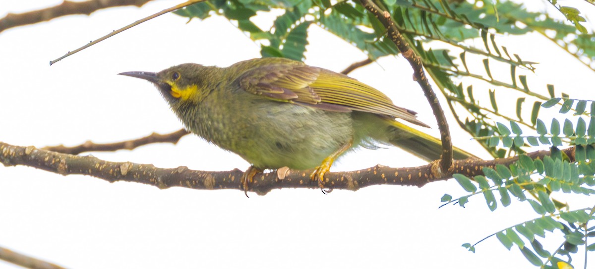 Eastern Wattled-Honeyeater - ML641107808