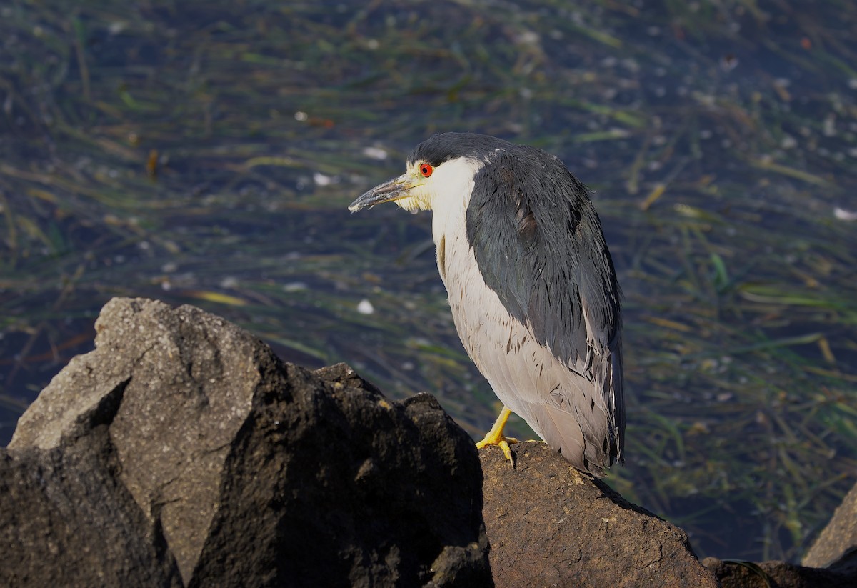 Black-crowned Night Heron - ML641107828