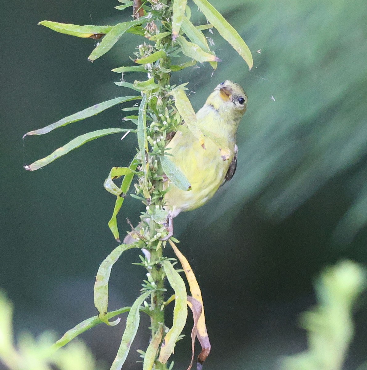 American Goldfinch - ML641107958