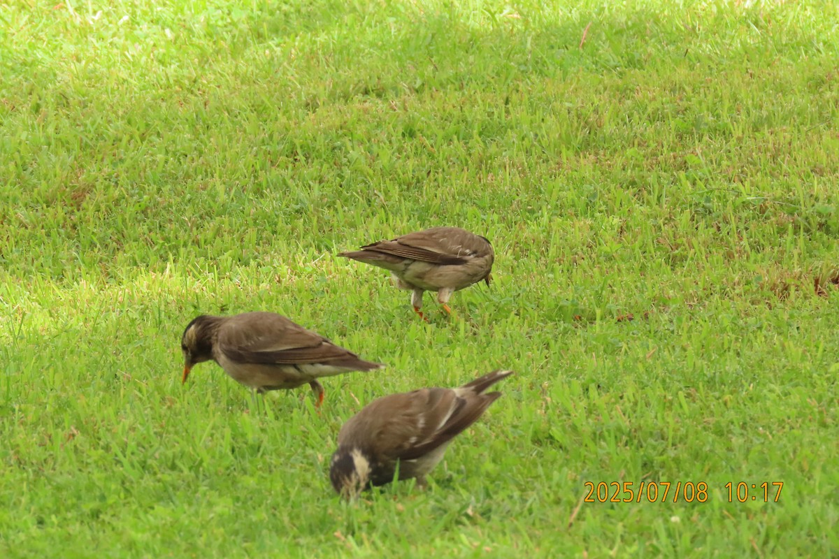 White-cheeked Starling - ML641107965