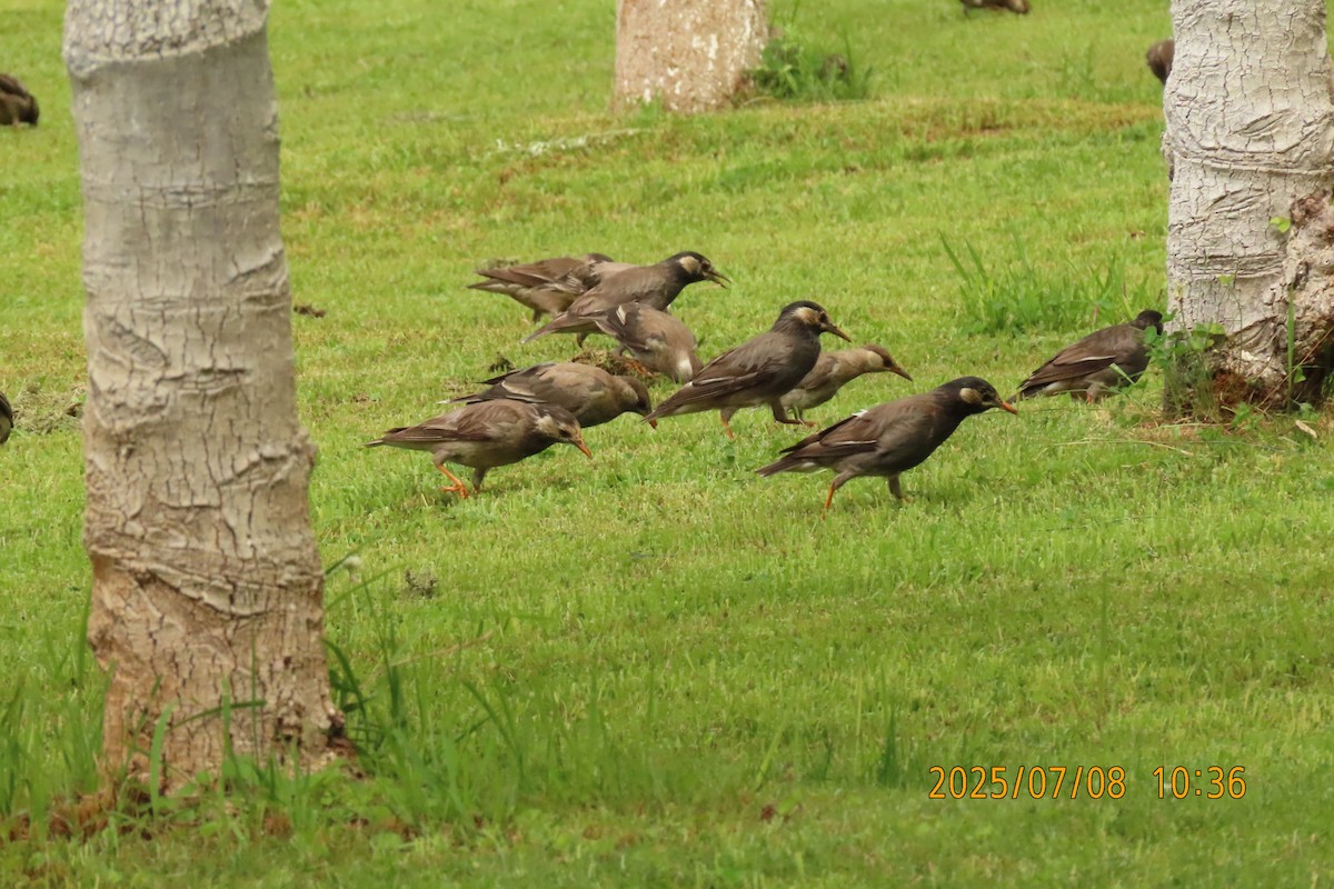 White-cheeked Starling - ML641107966
