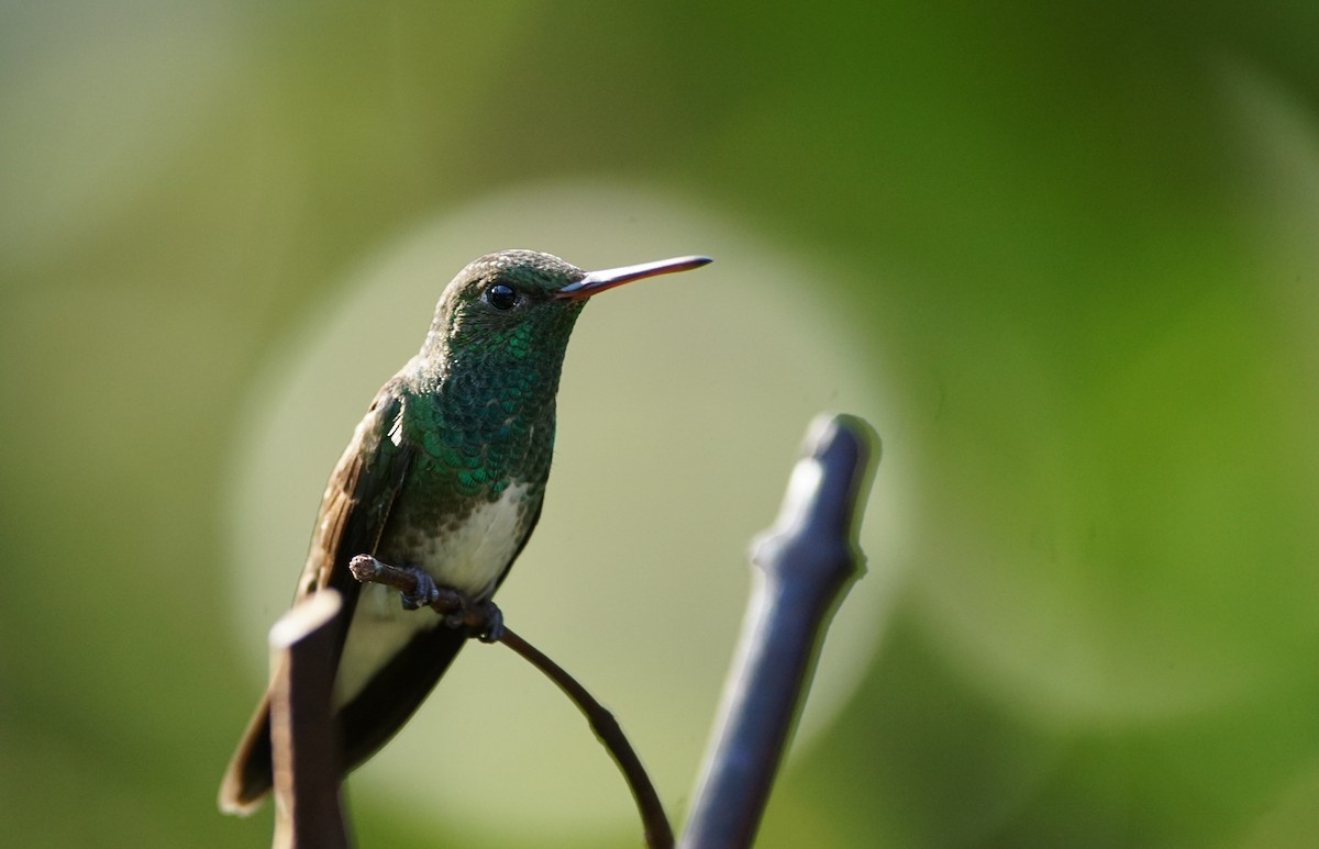 Glittering-throated Emerald - ML641107969