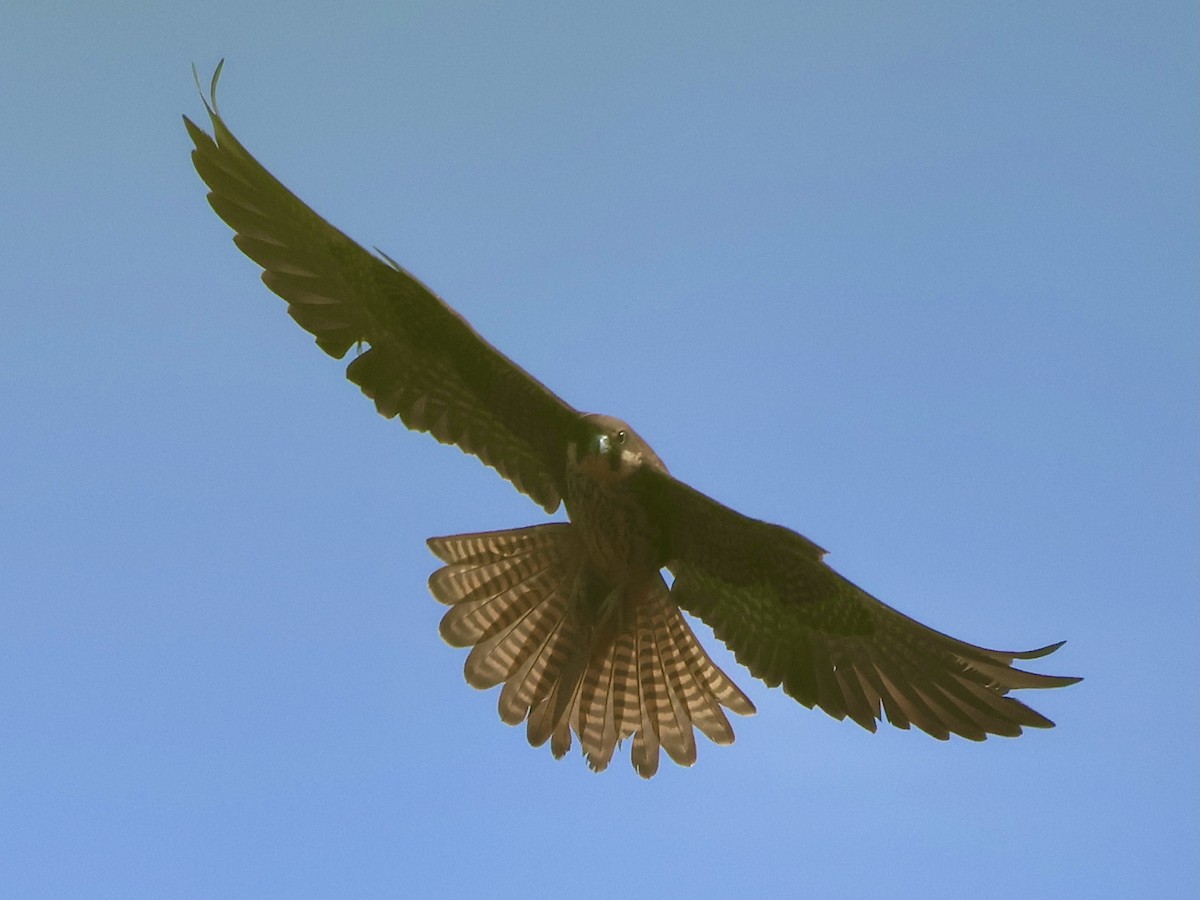 Eleonora's Falcon - ML641108000