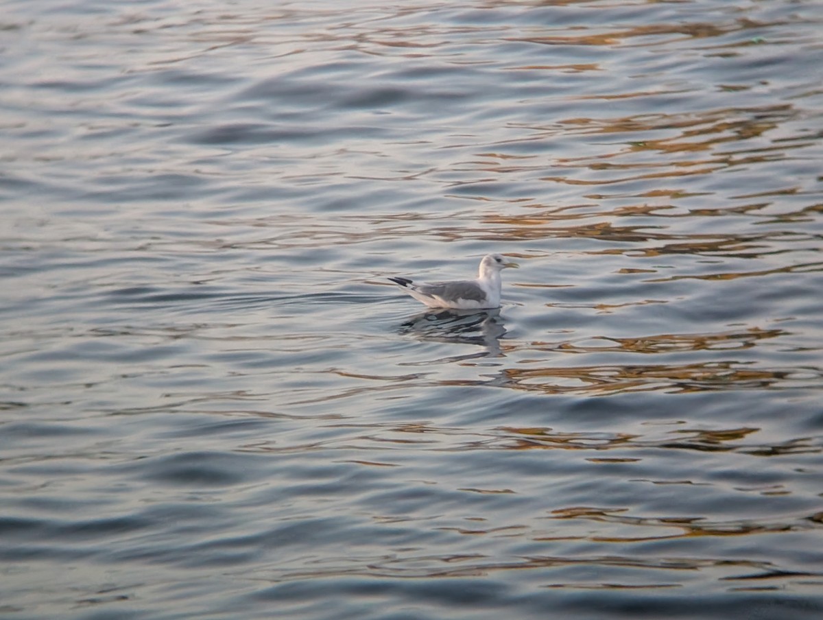 Gaviota Tridáctila - ML641108008