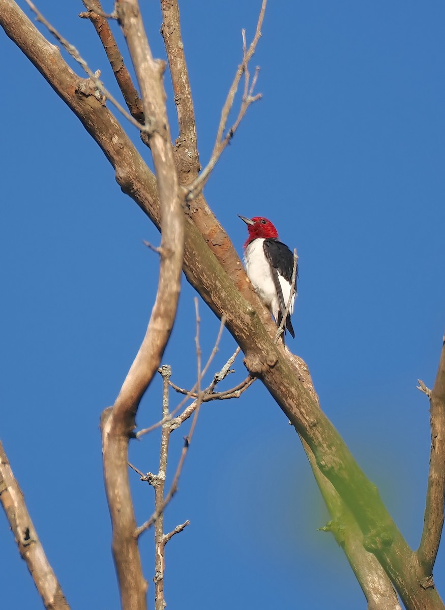 Pic à tête rouge - ML641108047