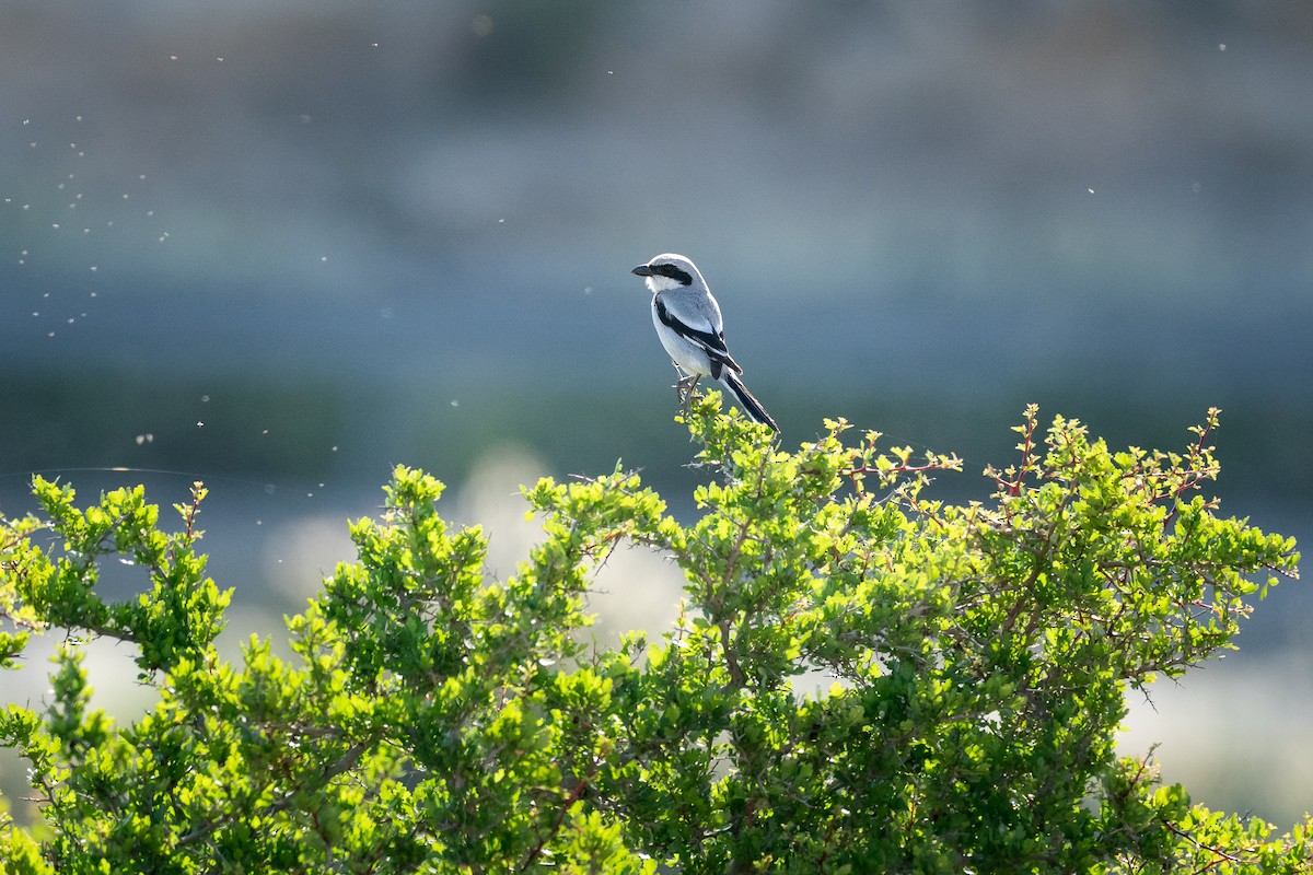 Great Gray Shrike (Arabian) - ML641108056