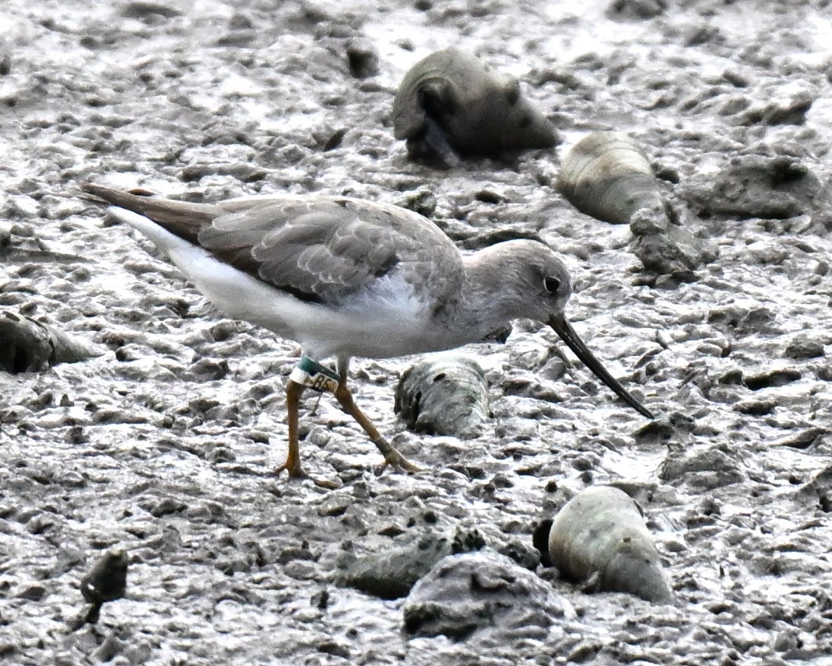 Terek Sandpiper - ML641108091
