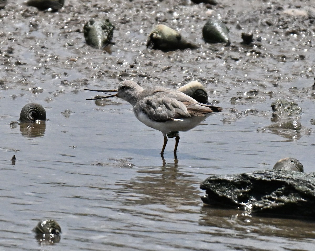 Terek Sandpiper - ML641108092