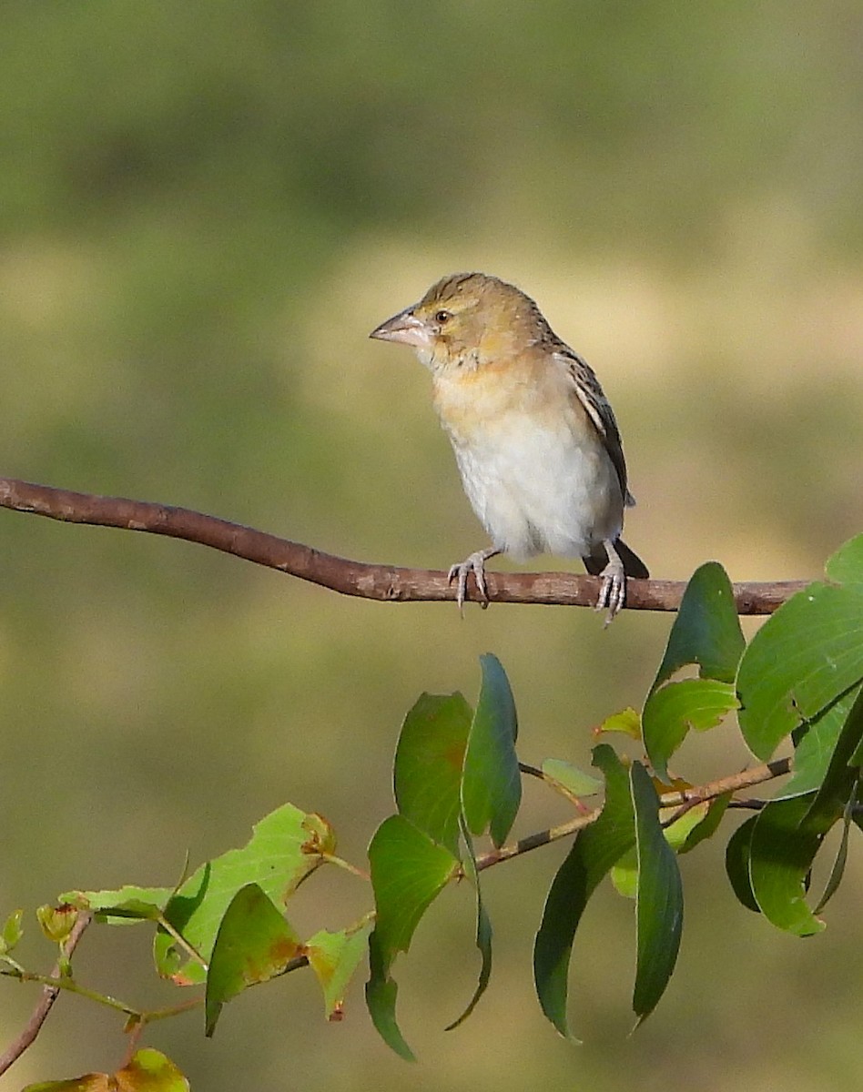 Chestnut Weaver - ML641108109