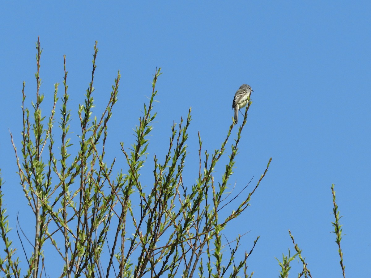 White-crested Tyrannulet - ML641108195