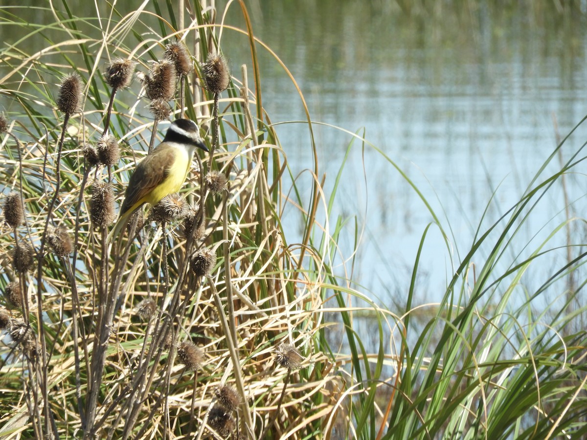 Great Kiskadee - ML641108233