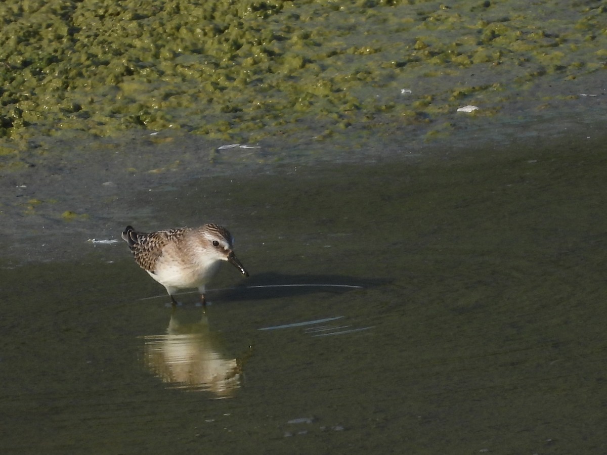 Semipalmated Sandpiper - ML641108237