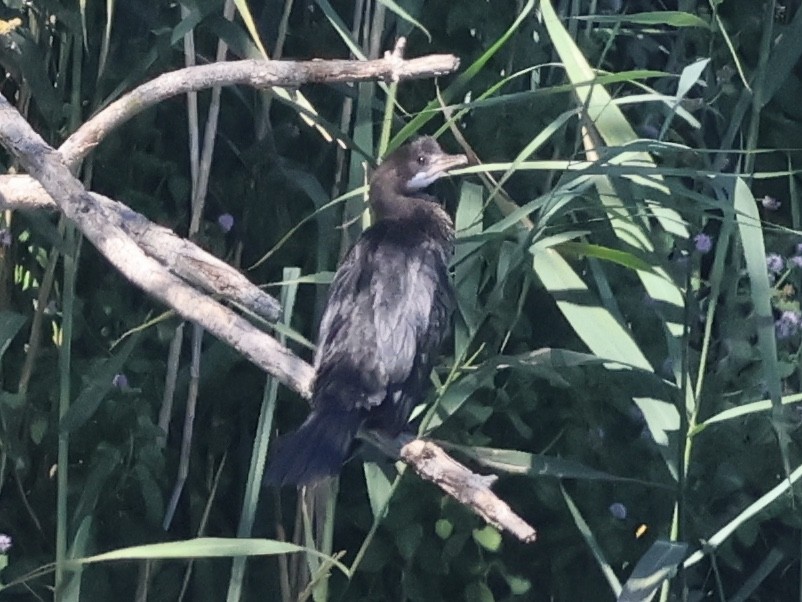 Pygmy Cormorant - ML641108247