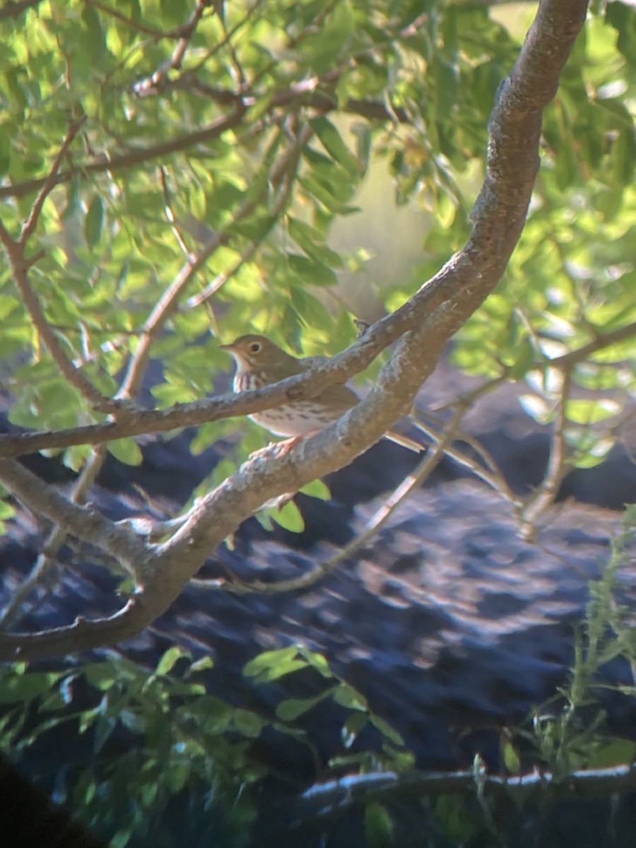 Ovenbird - ML641108250