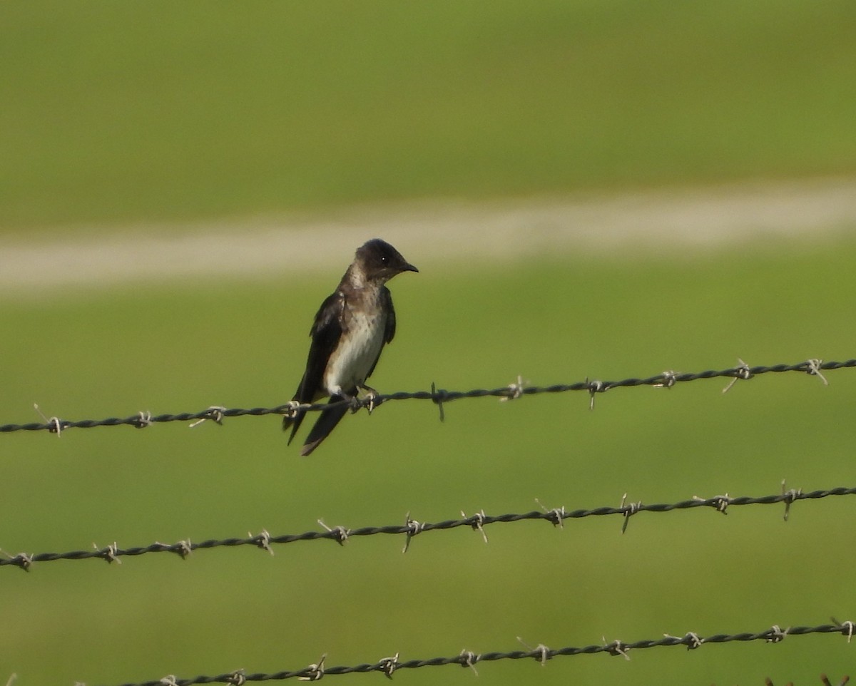 Purple Martin - ML641108264