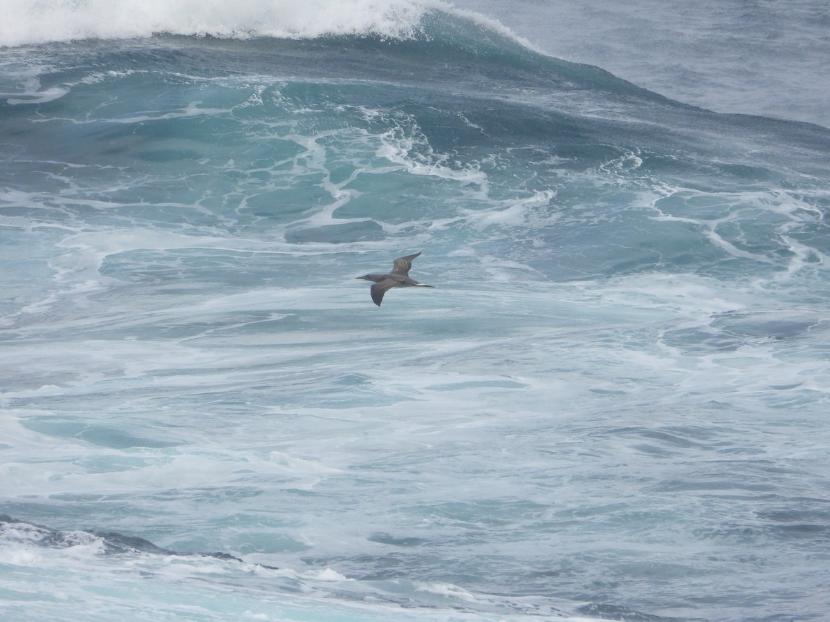 Northern Gannet - ML641108269