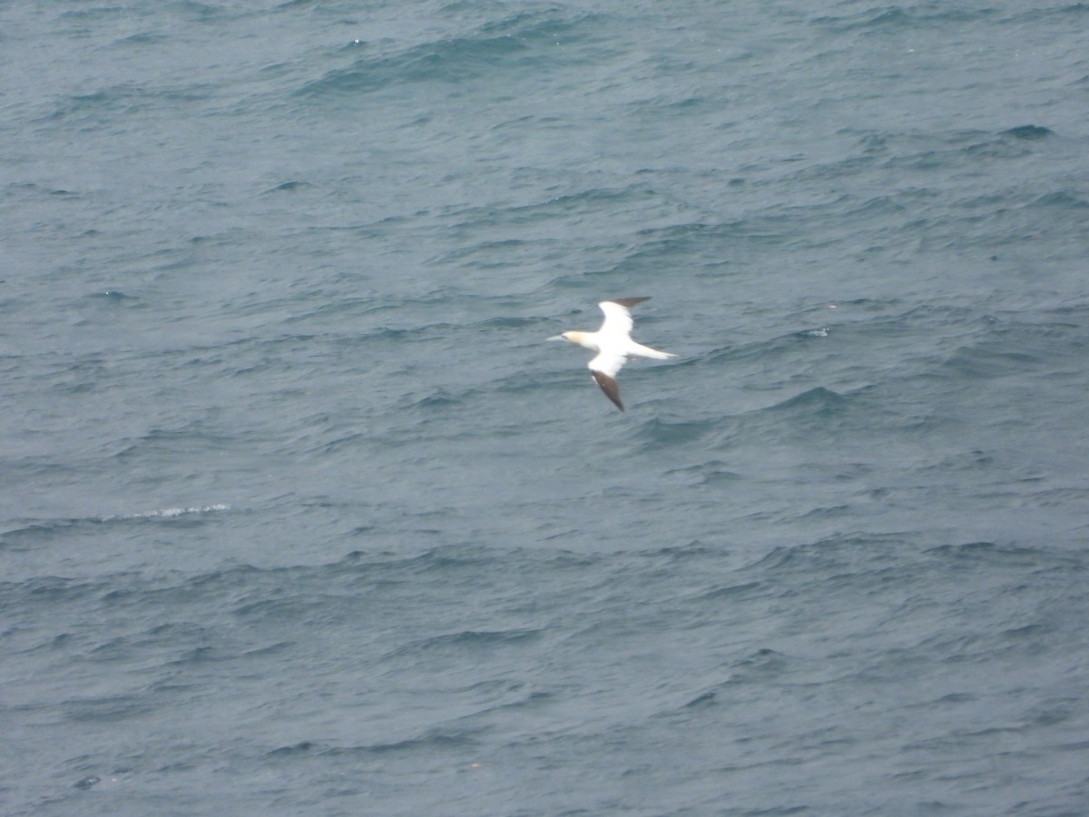 Northern Gannet - ML641108270
