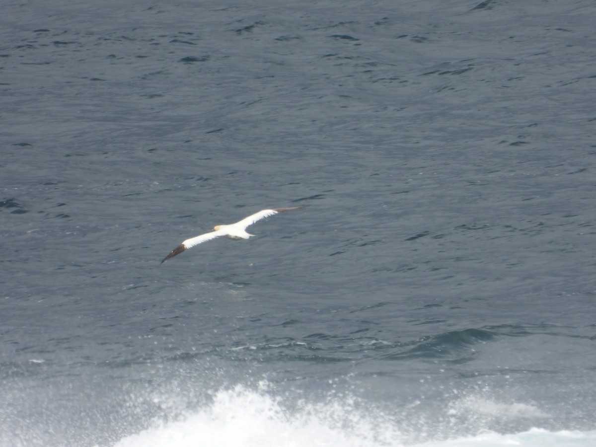 Northern Gannet - ML641108271