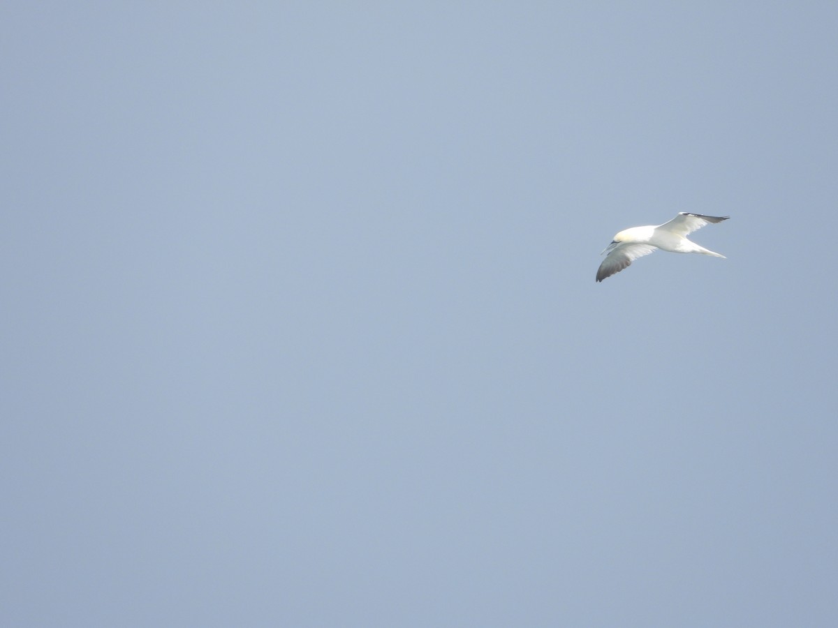 Northern Gannet - ML641108272