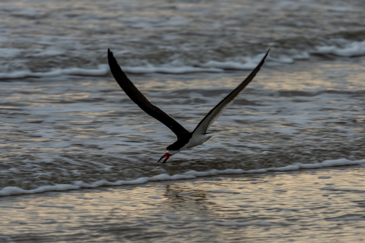 Black Skimmer - ML641108296