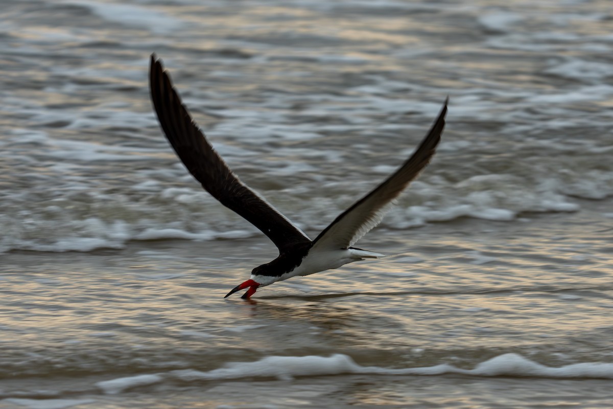Black Skimmer - ML641108297