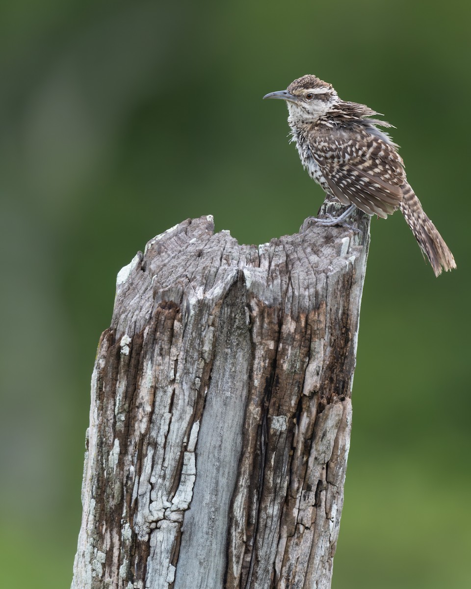Yucatan Wren - ML641108312
