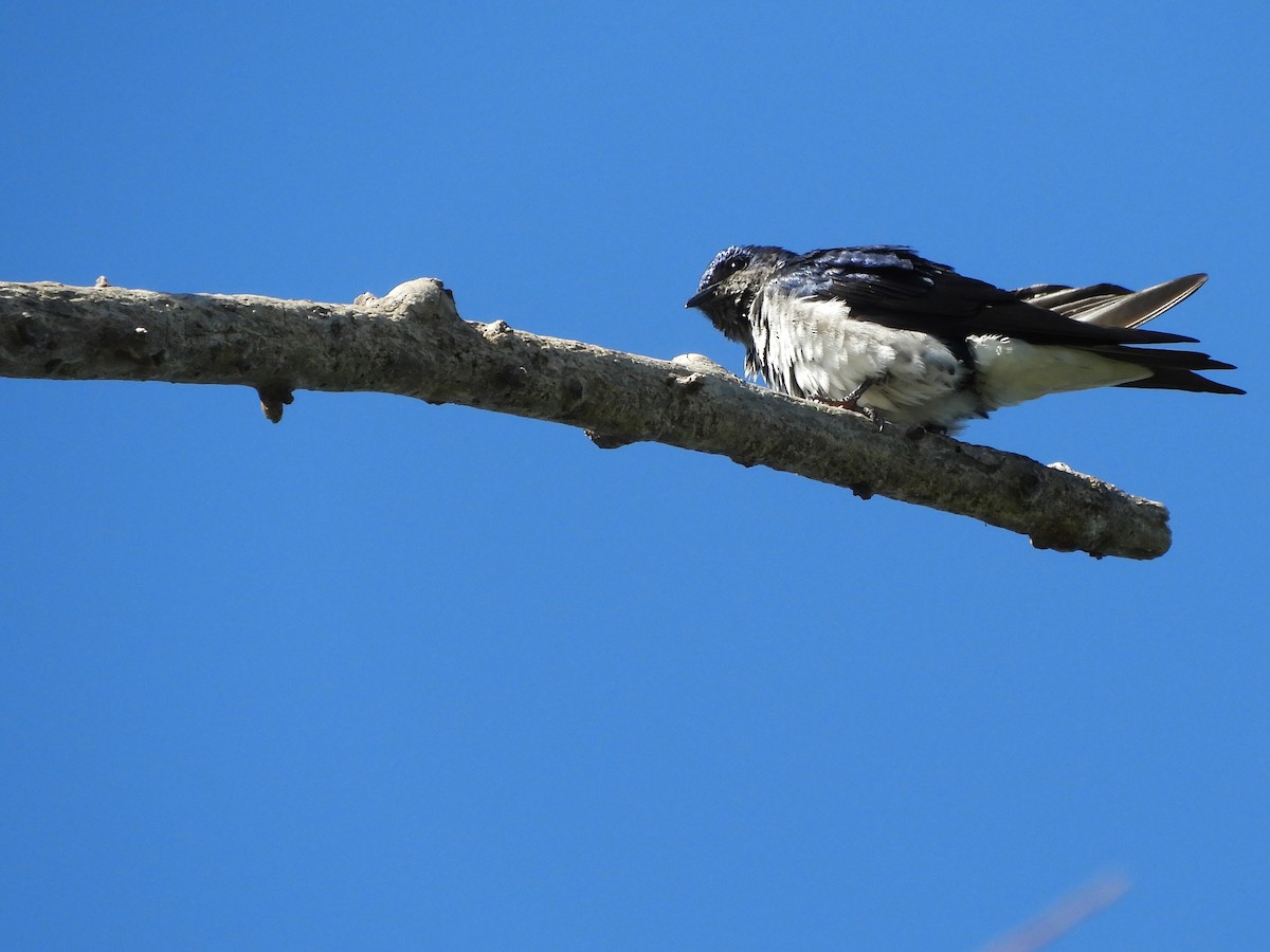 Gray-breasted Martin - ML641108321