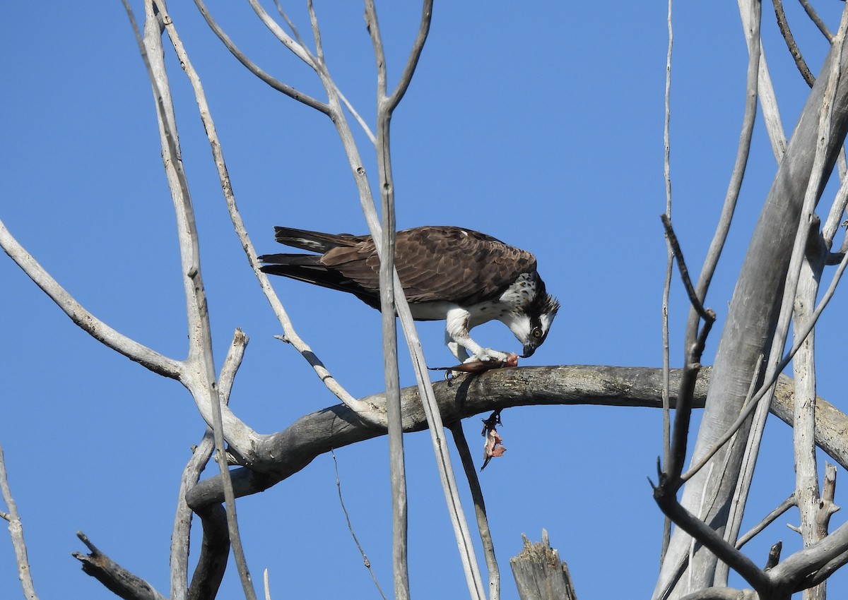 Falco pescatore - ML641108322