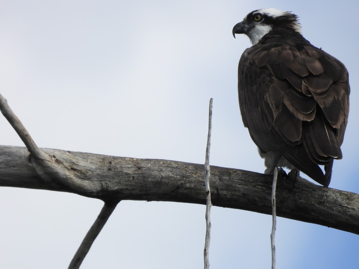 Falco pescatore - ML641108325