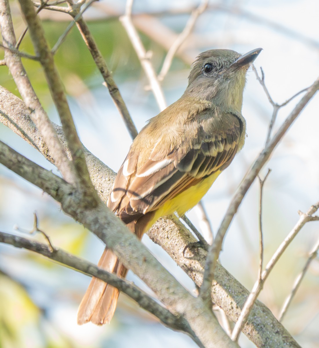 Great Crested Flycatcher - ML641108340