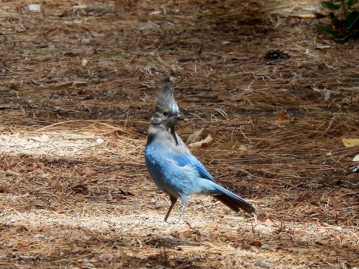 Steller's Jay - ML641108352
