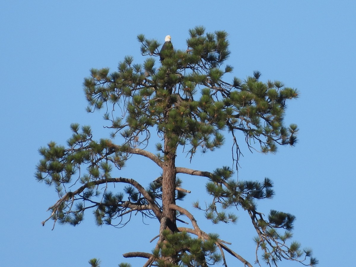 Bald Eagle - ML641108353