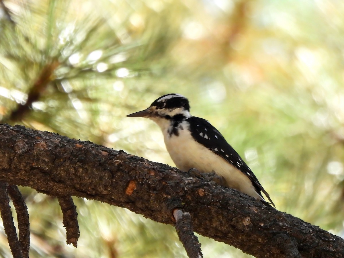 Hairy Woodpecker - ML641108389