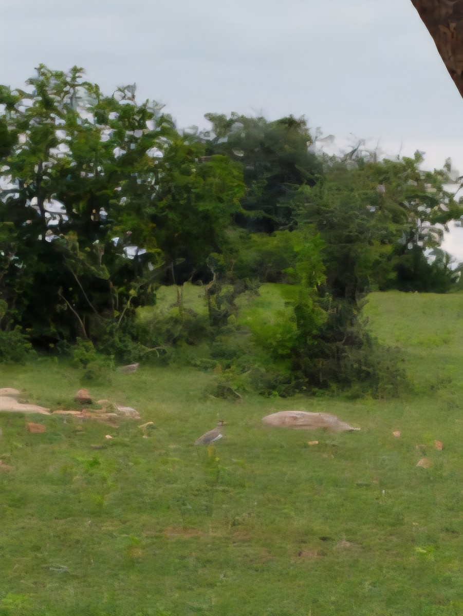 Yellow-wattled Lapwing - ML641108408