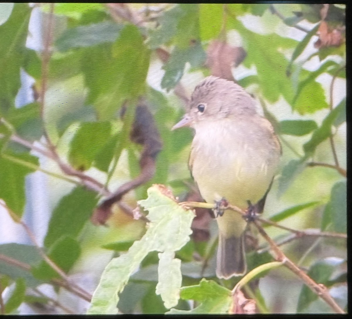 Mosquero Alisero/Saucero - ML641108432