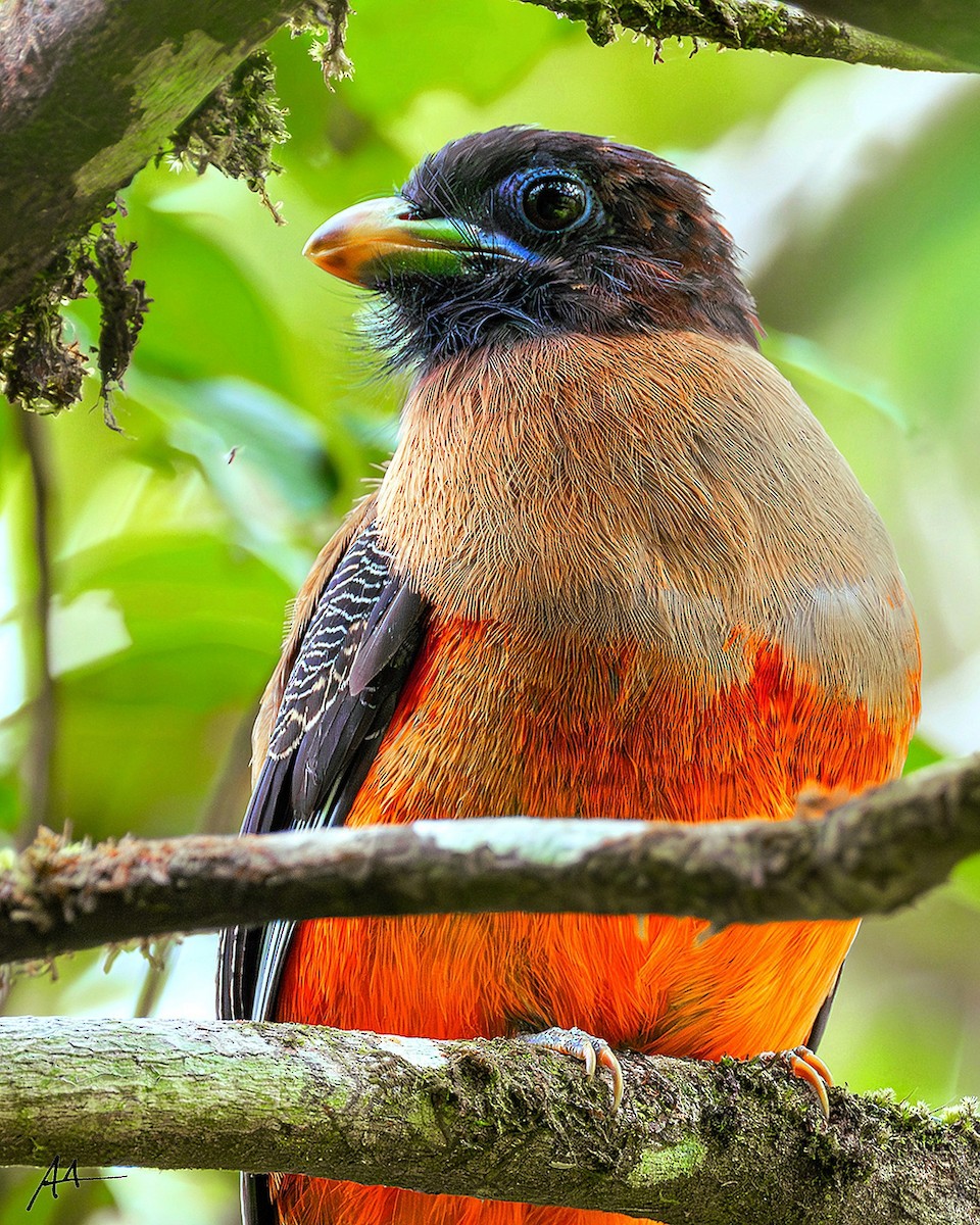 Philippine Trogon - ML641108460