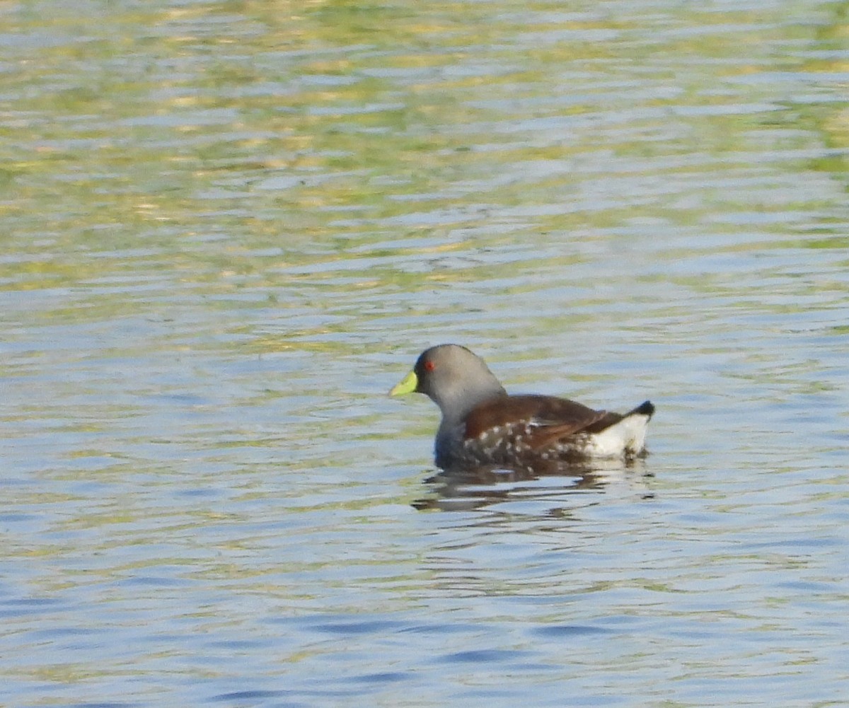 Spot-flanked Gallinule - ML641108465