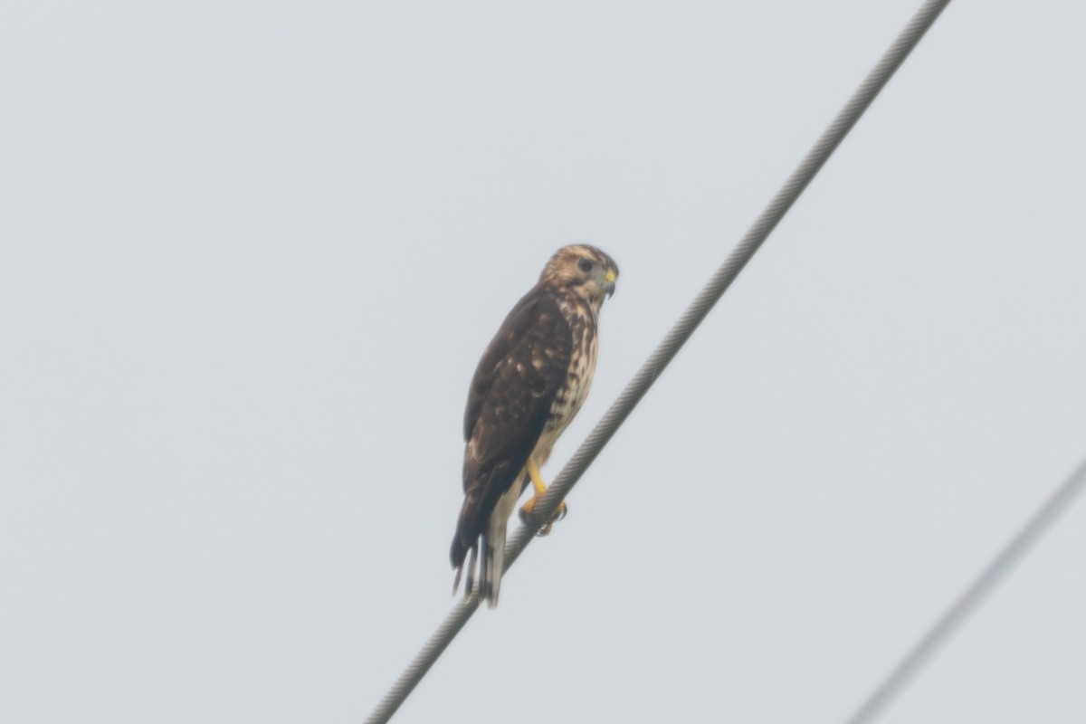 Broad-winged Hawk - ML641108491