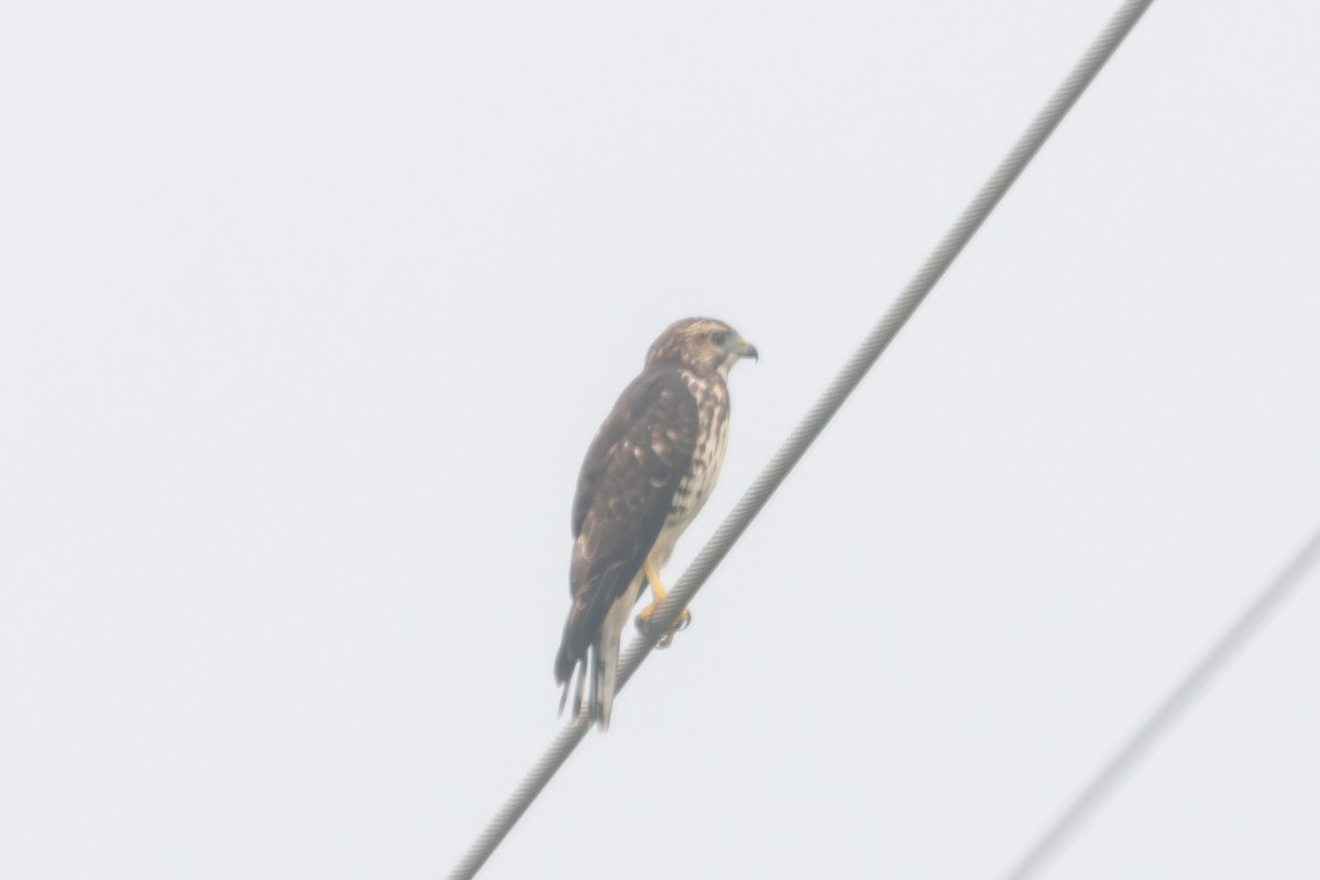 Broad-winged Hawk - ML641108492