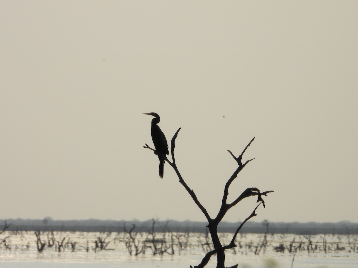 Anhinga - ML641108508