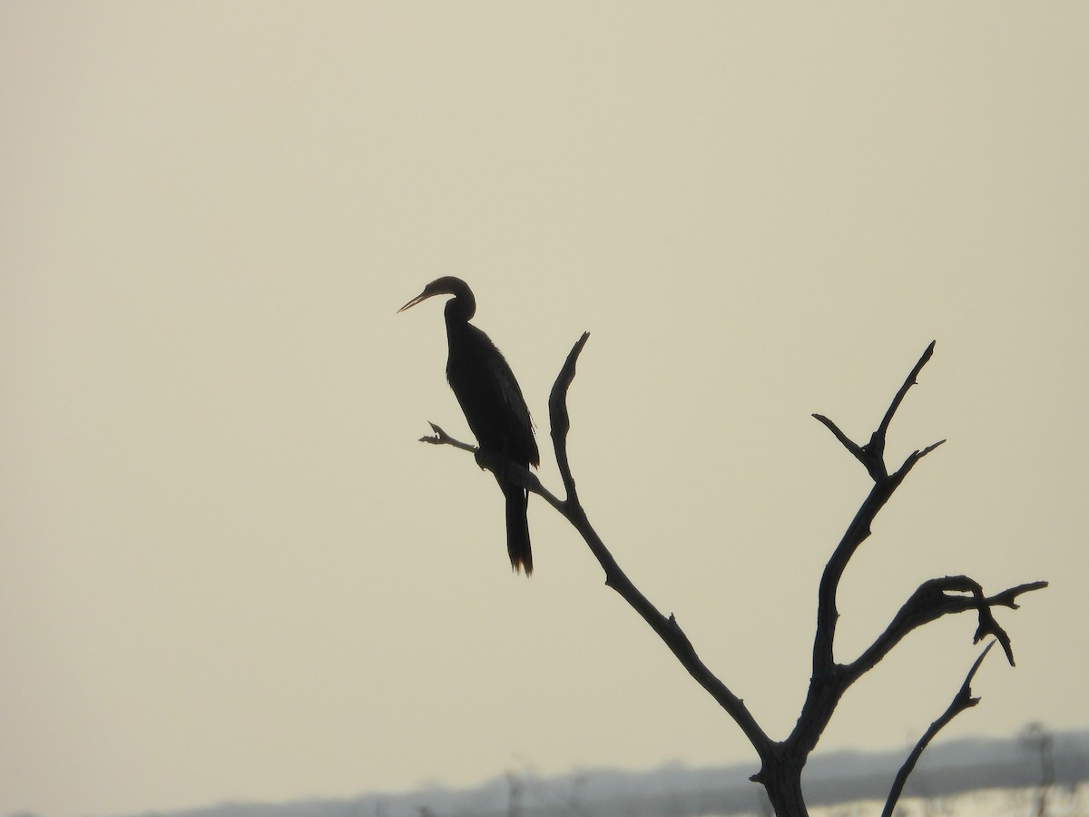 Anhinga - ML641108509
