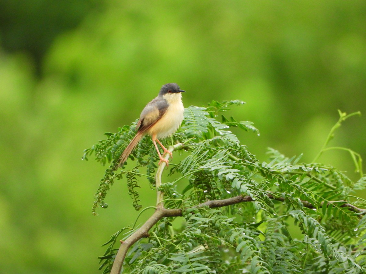 Ashy Prinia - ML641108515