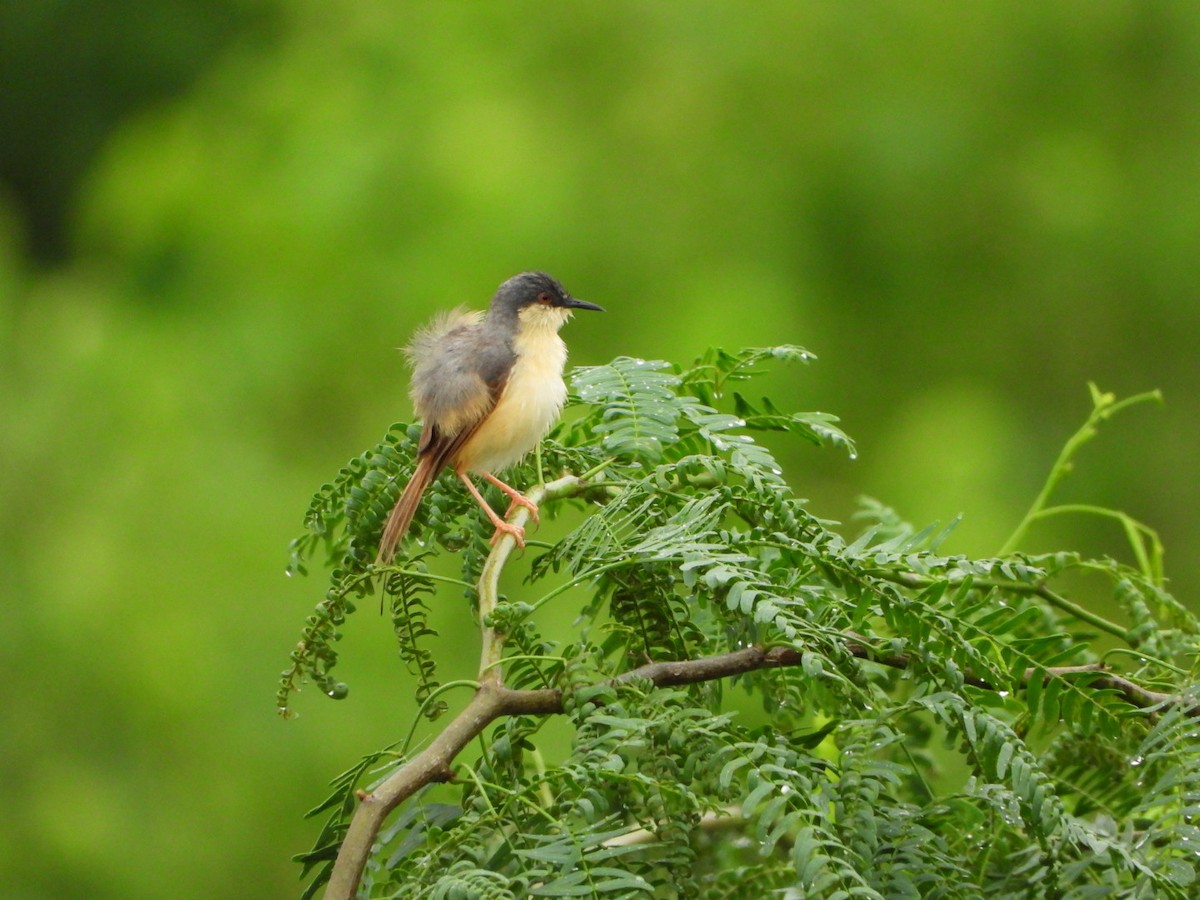 Ashy Prinia - ML641108516