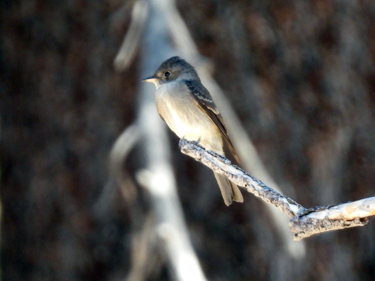 Western Wood-Pewee - ML641108523