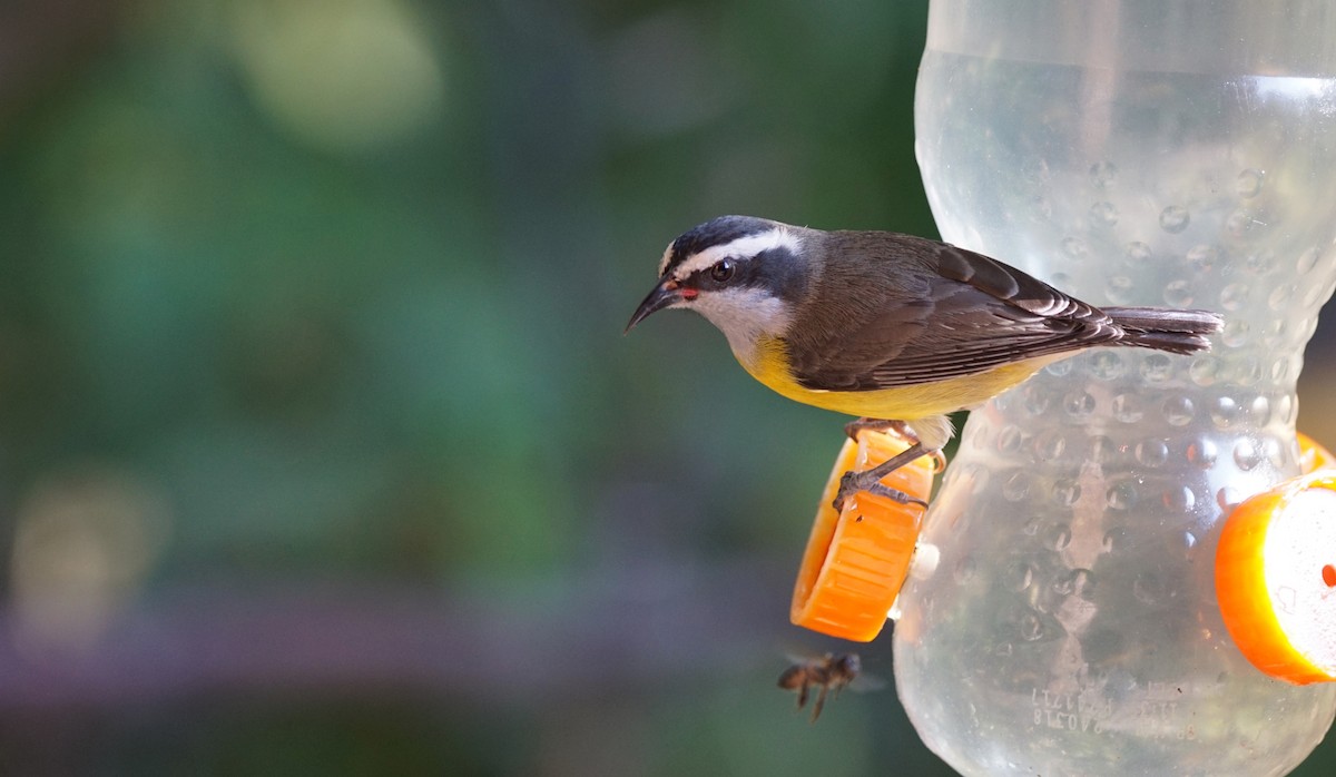 Bananaquit - ML641108528