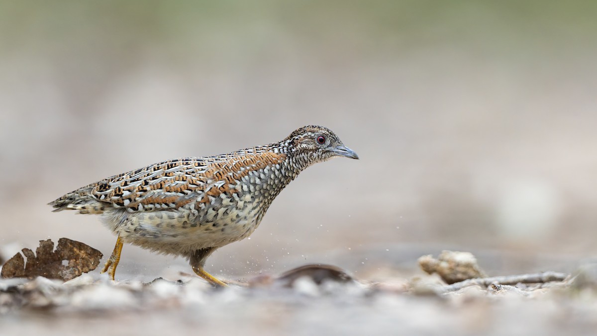 Painted Buttonquail - ML641108581