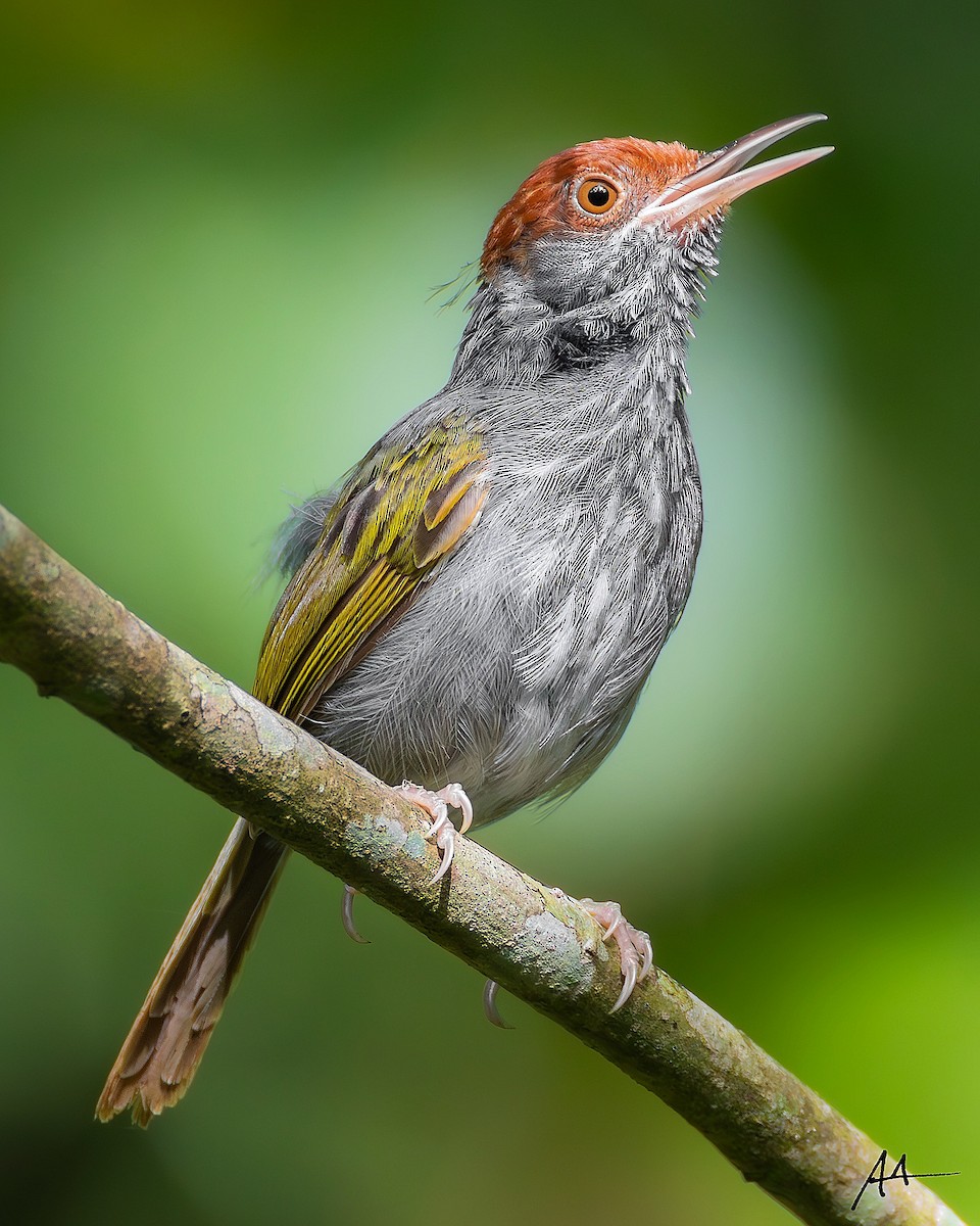 Gray-backed Tailorbird - ML641108607